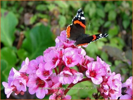 Bergenia cordifolia 'Herbstblüte'