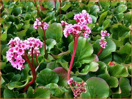 Bergenia cordifolia &#39;Herbstblüte&#39;