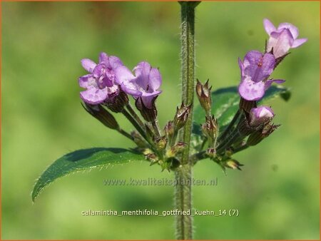 Calamintha nepeta &#39;Gottfried Kühn&#39;