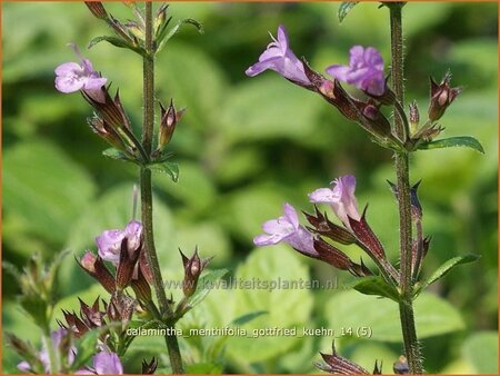 Calamintha nepeta &#39;Gottfried Kühn&#39;