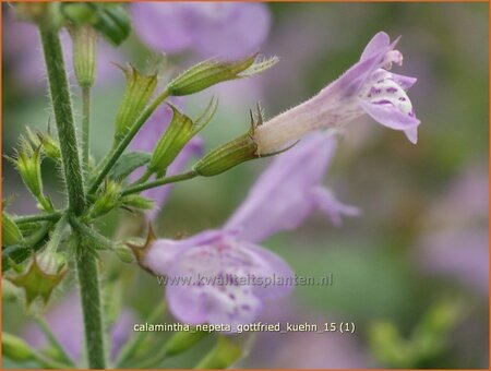 Calamintha nepeta &#39;Gottfried Kühn&#39;