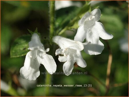 Calamintha nepeta 'Weißer Riese'