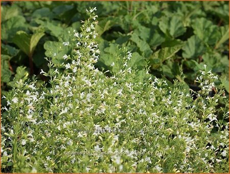 Calamintha nepeta &#39;Weißer Riese&#39;