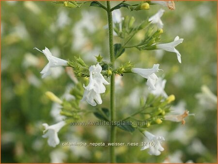 Calamintha nepeta &#39;Weißer Riese&#39;