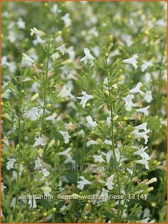 Calamintha nepeta &#39;Weißer Riese&#39;