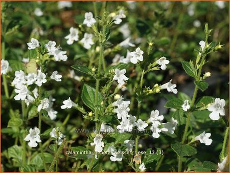 Calamintha nepeta &#39;Weißer Riese&#39;