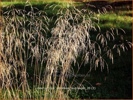 Deschampsia cespitosa &#39;Tauträger&#39;