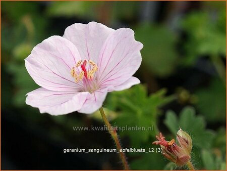 Geranium sanguineum &#39;Apfelblüte&#39;