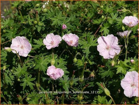 Geranium sanguineum &#39;Apfelblüte&#39;