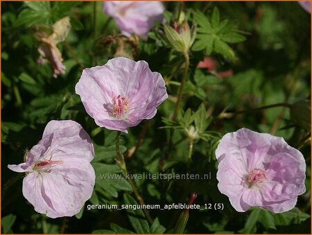 Geranium sanguineum &#39;Apfelblüte&#39;