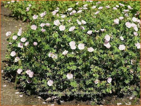 Geranium sanguineum &#39;Apfelblüte&#39;