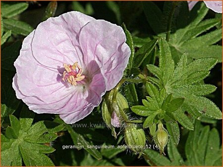 Geranium sanguineum &#39;Apfelblüte&#39;