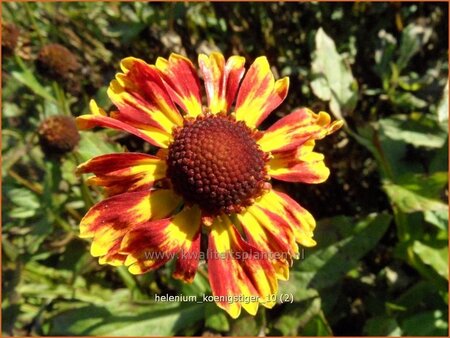 Helenium 'Königstiger'