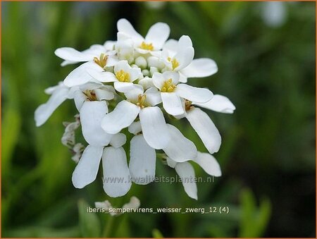 Iberis sempervirens &#39;Weißer Zwerg&#39;