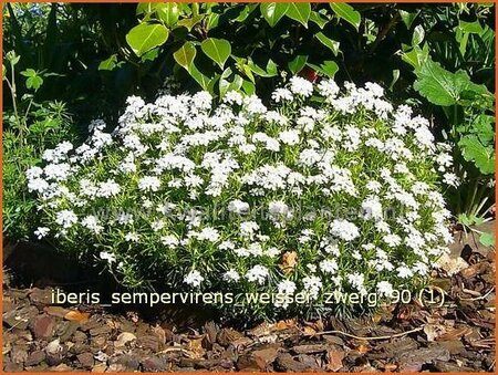 Iberis sempervirens &#39;Weißer Zwerg&#39;