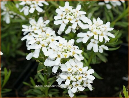 Iberis sempervirens &#39;Weißer Zwerg&#39;