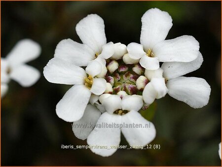 Iberis sempervirens &#39;Weißer Zwerg&#39;