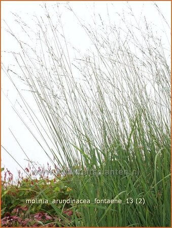 Molinia arundinacea &#39;Fontäne&#39;