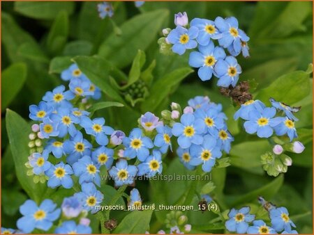 Myosotis palustris &#39;Thüringen&#39;