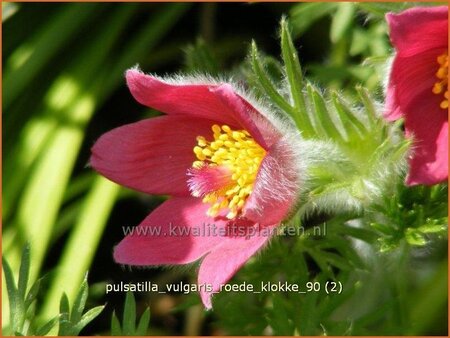 Pulsatilla vulgaris 'Röde Klokke'