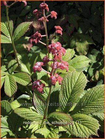 Rodgersia 'Die Schöne'