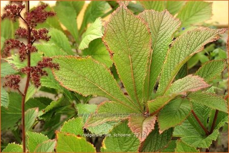 Rodgersia 'Die Schöne'