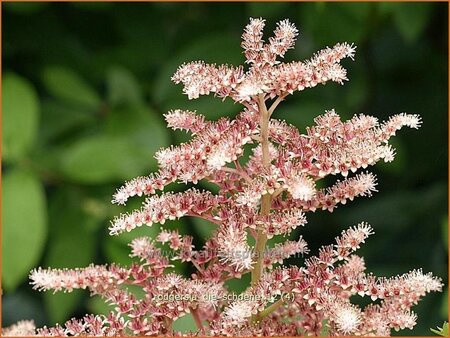 Rodgersia 'Die Schöne'
