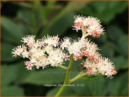 Rodgersia 'Die Schöne'