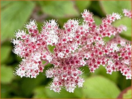 Rodgersia 'Die Schöne'