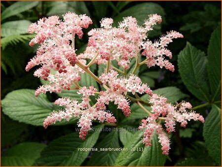 Rodgersia 'Saarbrücken'