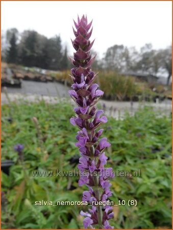 Salvia nemorosa &#39;Rügen&#39;