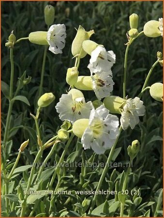 Silene maritima &#39;Weißkehlchen&#39;