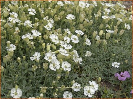 Silene maritima &#39;Weißkehlchen&#39;