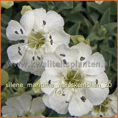 Silene maritima &#39;Weißkehlchen&#39;