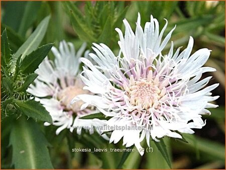 Stokesia laevis &#39;Träumerei&#39;