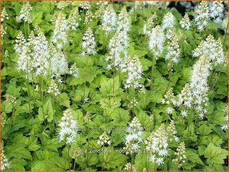 Tiarella cordifolia &#39;Moorgrün&#39;