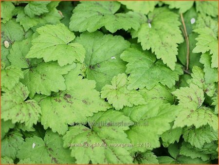 Tiarella cordifolia &#39;Moorgrün&#39;