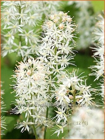 Tiarella cordifolia &#39;Moorgrün&#39;