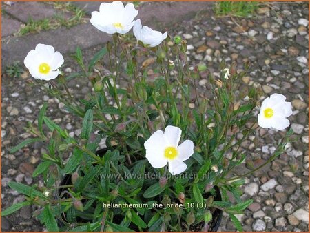 Helianthemum &#39;The Bride&#39;