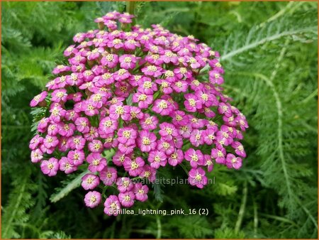 Achillea &#39;Lightning Pink&#39;