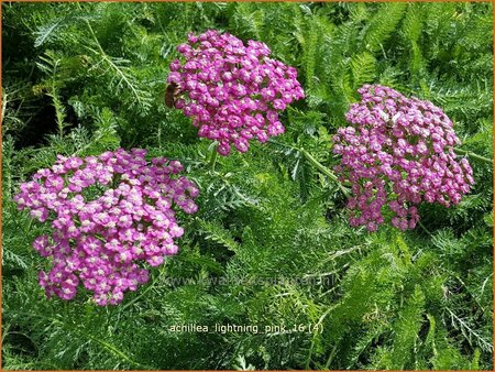 Achillea &#39;Lightning Pink&#39;