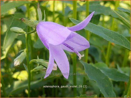 Adenophora 'Gaudi Violet'