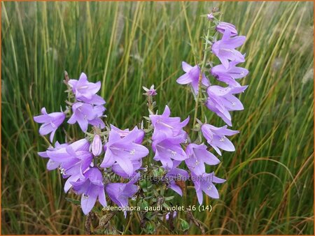 Adenophora 'Gaudi Violet'