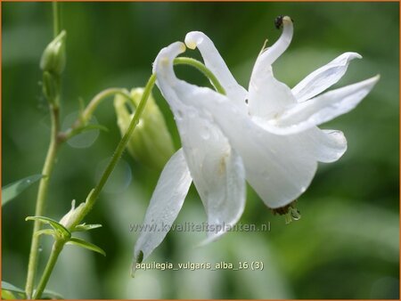 Aquilegia vulgaris 'Alba'