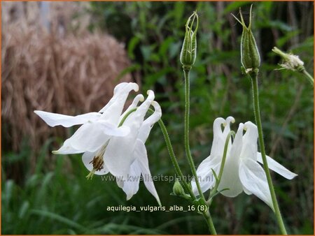 Aquilegia vulgaris 'Alba'