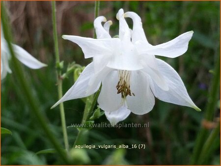 Aquilegia vulgaris 'Alba'