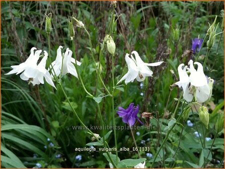 Aquilegia vulgaris 'Alba'
