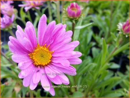 Aster alpinus &#39;Happy End&#39;