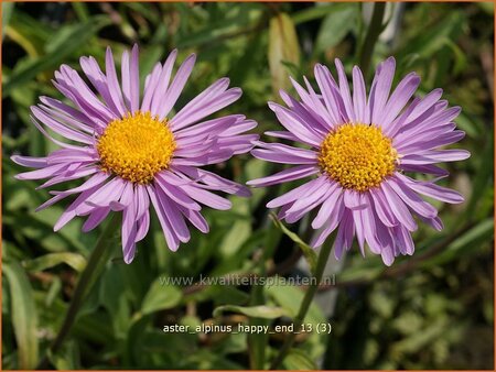 Aster alpinus &#39;Happy End&#39;