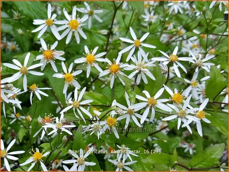 Aster divaricatus &#39;Eastern Star&#39;